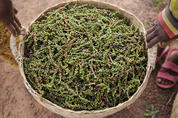 kampot-pepper