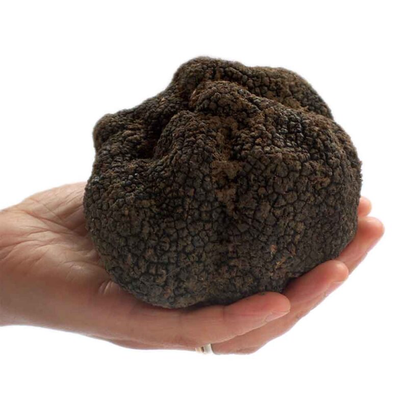 fresh-black-summer-truffles-tuber-aestivum-vitt