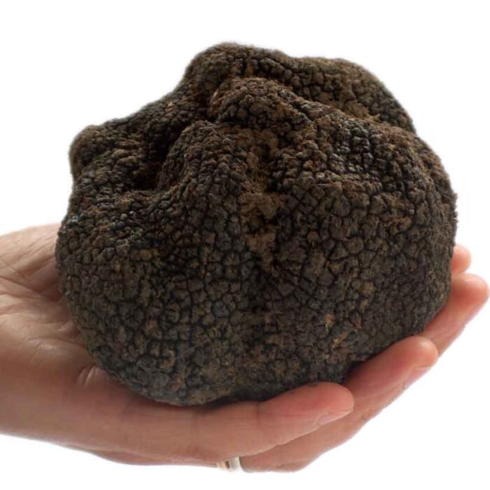 fresh-black-summer-truffles-tuber-aestivum-vitt