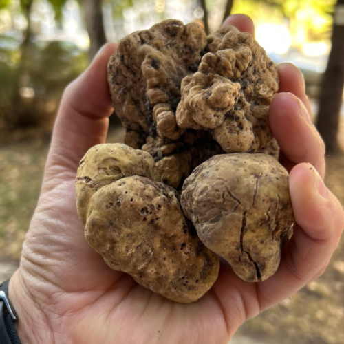 white truffles